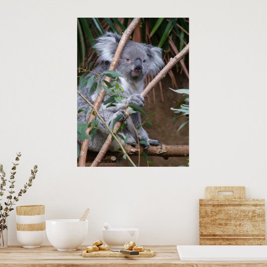 Koala 14 poster (Keuken)