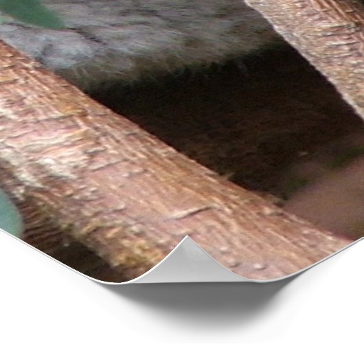 Koala 14 poster (Hoek)