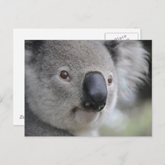 Koala 1 Briefkaart (Voorkant / Achterkant)