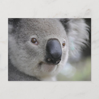 Koala 1 Briefkaart