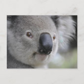 Koala 1 Briefkaart (Voorkant)