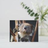 Koala 1 briefkaart (Staand voorkant)