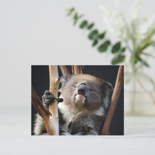 Koala 1 briefkaart (Staand voorkant)