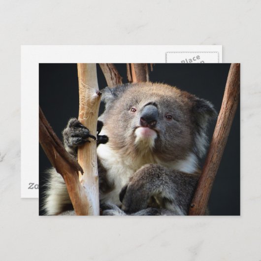 Koala 1 briefkaart (Voorkant / Achterkant)