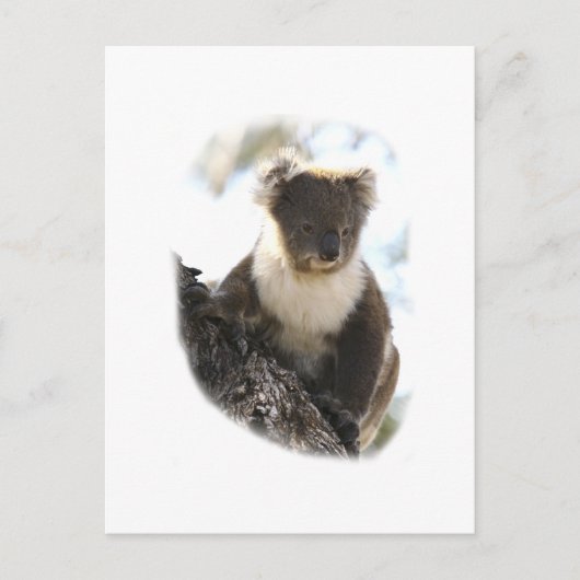 Koala 2 briefkaart (Voorkant)