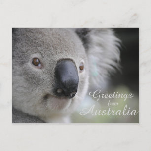 Koala 2 - Groeten Briefkaart