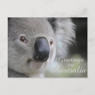 Koala 2 - Groeten Briefkaart