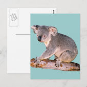 Koala Afbeelding Briefkaart (Voorkant / Achterkant)