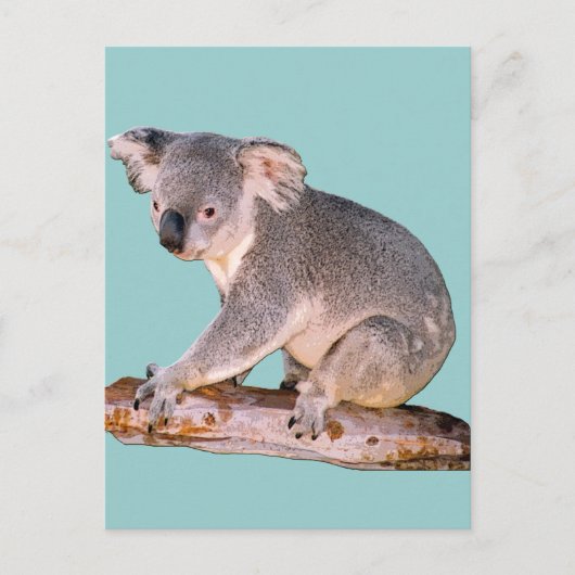 Koala Afbeelding Briefkaart (Voorkant)