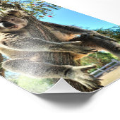 Koala Afbeelding Foto Afdruk (Hoek)