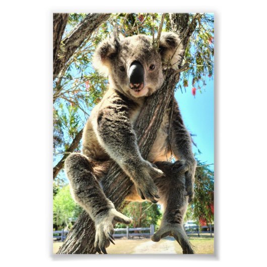 Koala Afbeelding Foto Afdruk (Voorkant)