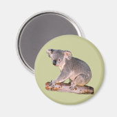Koala Afbeelding Magneet (Voorkant / Achterkant)