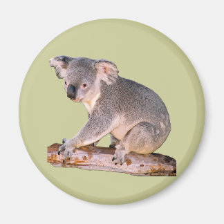 Koala Afbeelding Magneet