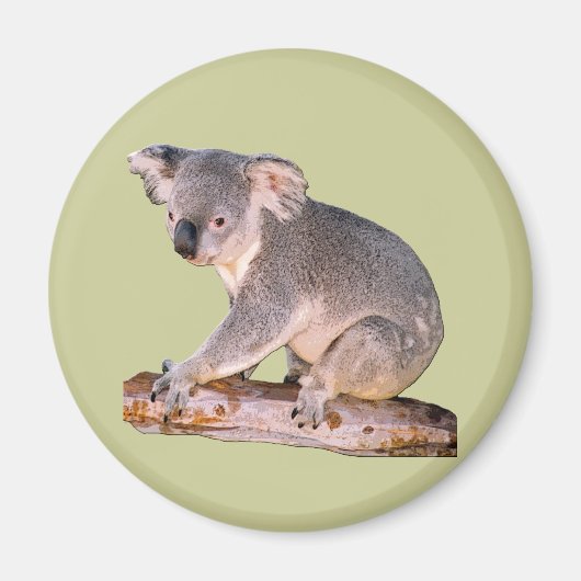 Koala Afbeelding Magneet (Voorkant)