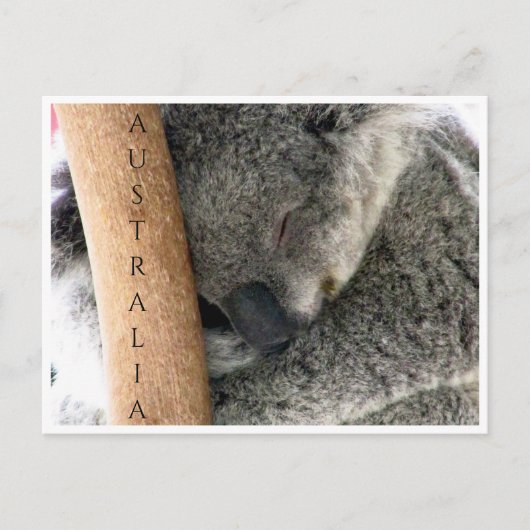 koala australia briefkaart (Voorkant)