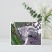koala australia briefkaart (Staand voorkant)