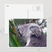 koala australia briefkaart (Voorkant / Achterkant)