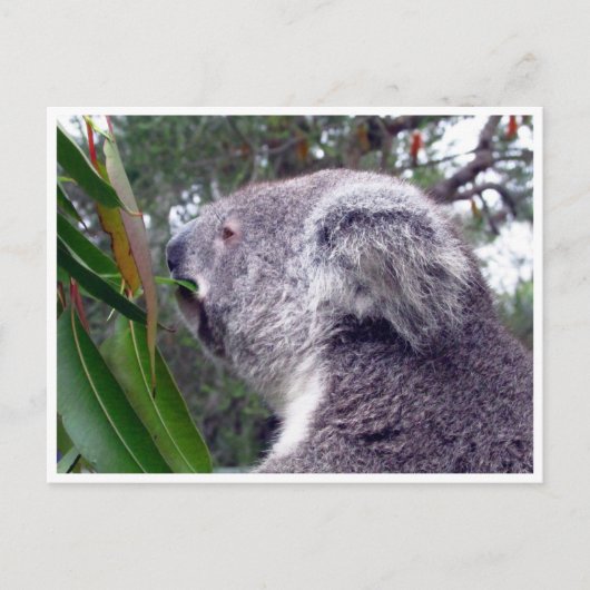 koala australia briefkaart (Voorkant)