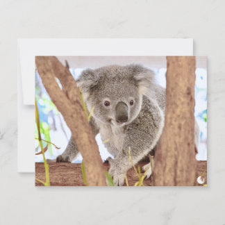 Koala Australia | "Moments, Revisited" A6 Briefkaa Briefkaart