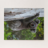 Koala Australia Wildlife Photo, 520 pieces Legpuzzel (Horizontaal)