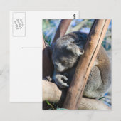 Koala - Australië Briefkaart (Voorkant / Achterkant)