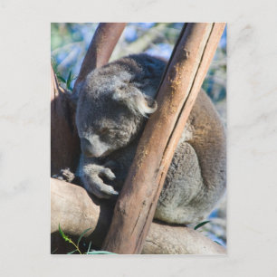 Koala - Australië Briefkaart