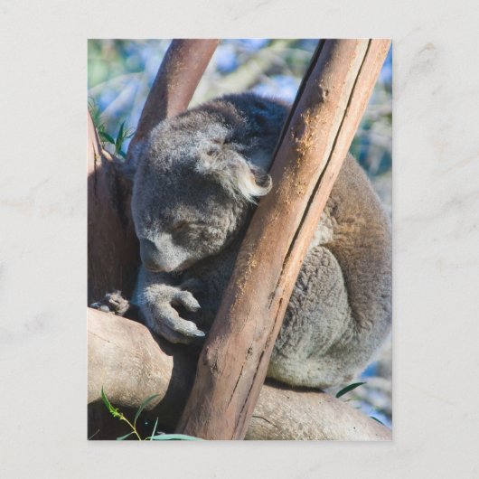 Koala - Australië Briefkaart (Voorkant)