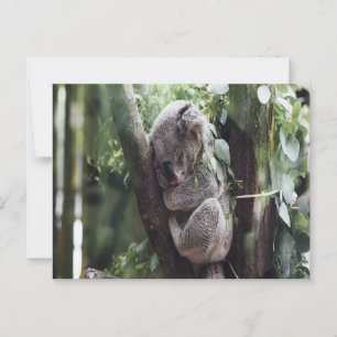 Koala Baby Briefkaart