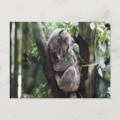 Koala Baby Briefkaart (Voorkant)