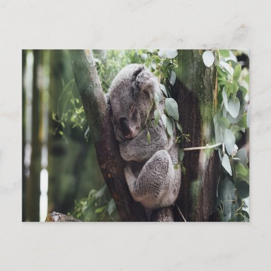 Koala Baby Briefkaart (Voorkant)