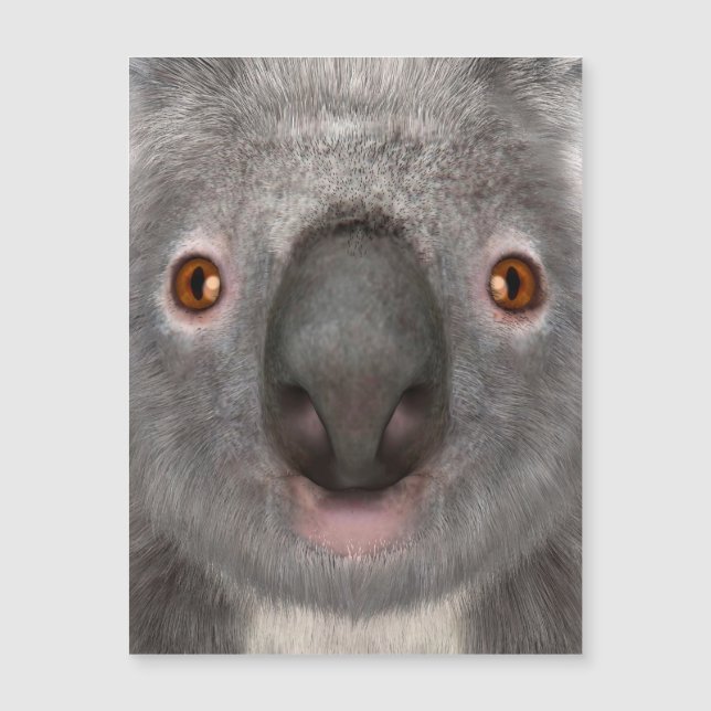 Koala Beer (Voorkant)