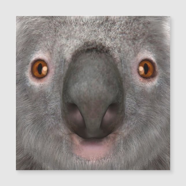 Koala Beer (Voorkant)