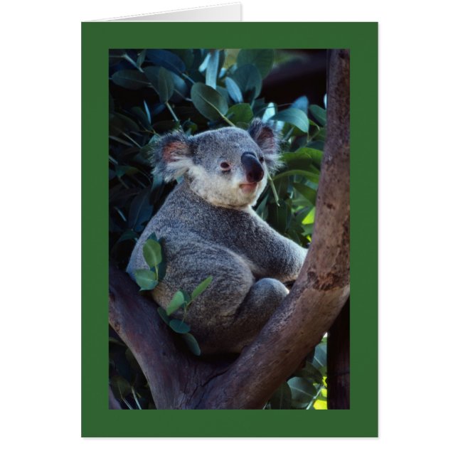 Koala Beer (Voorkant)