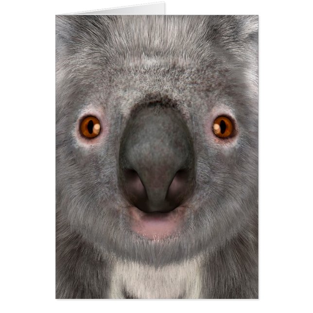Koala Beer (Voorkant)