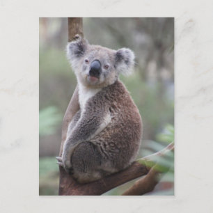 koala beer Aussie klimmen bos struik buitenbos Briefkaart