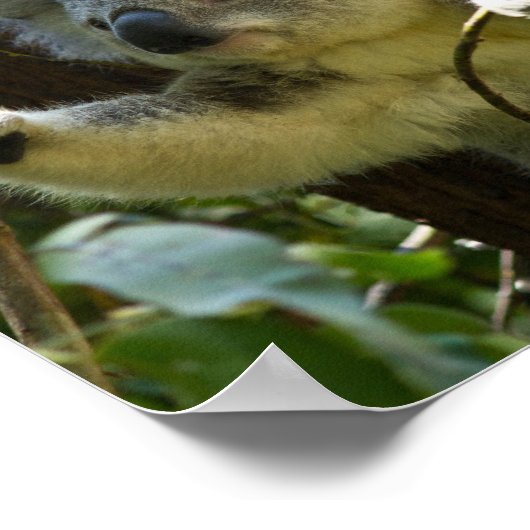 koala beer Aussie klimmen bos struik buitenbos Poster (Hoek)