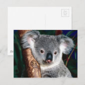 Koala Beer Australië Outback Country Animal Schatt Briefkaart (Voorkant / Achterkant)