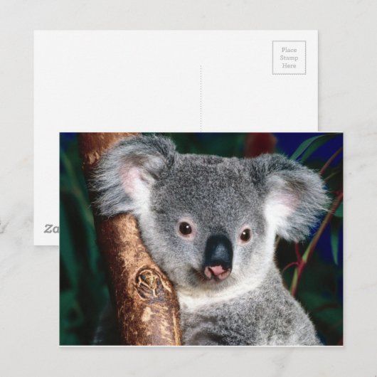 Koala Beer Australië Outback Country Animal Schatt Briefkaart (Voorkant / Achterkant)