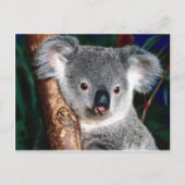 Koala Beer Australië Outback Country Animal Schatt Briefkaart (Voorkant)