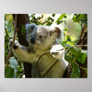 koala beer Australische outback bos boom klimmen Poster