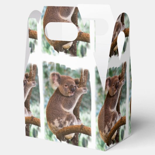 Koala Beer Bedankdoosjes (Geopend)