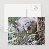 Koala beer briefkaart (Voorkant / Achterkant)