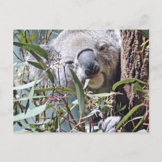 Koala beer briefkaart