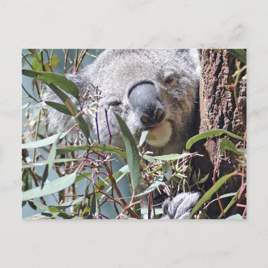 Koala beer briefkaart (Voorkant)