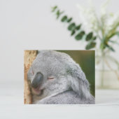 Koala Beer Briefkaart (Staand voorkant)