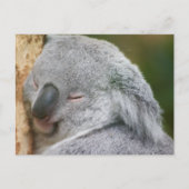 Koala Beer Briefkaart (Voorkant)