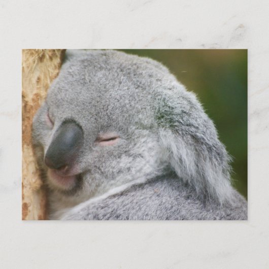 Koala Beer Briefkaart (Voorkant)