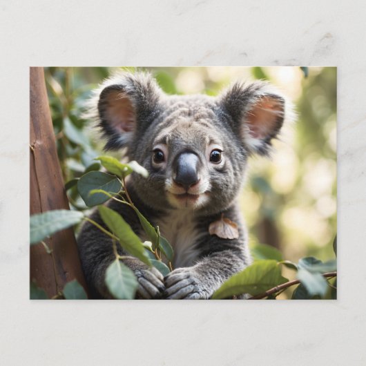 Koala Beer Briefkaart (Voorkant)