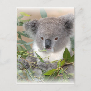 Koala Beer Briefkaart