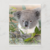 Koala Beer Briefkaart (Voorkant)
